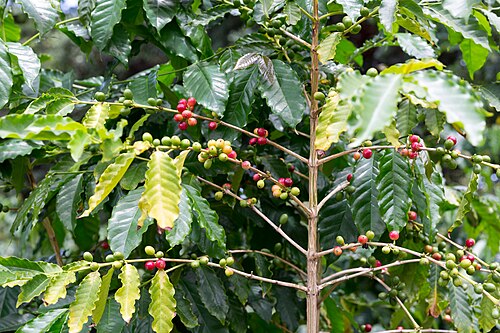 kona coffee